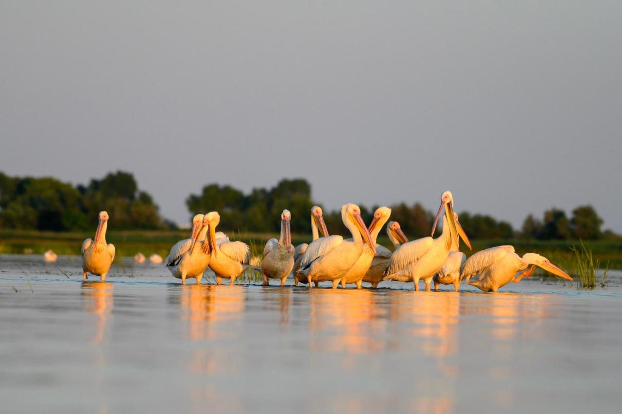 Danube Delta Hostel Homestay & Camping Sulina Exterior photo